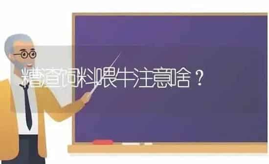 糟渣饲料喂牛注意啥？ | 动物养殖饲料
