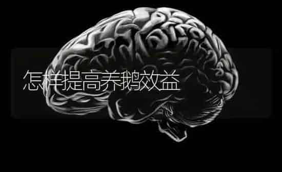 怎样提高养鹅效益 | 家禽养殖