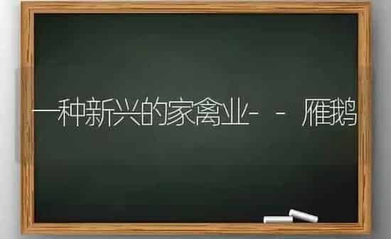一种新兴的家禽业--雁鹅 | 家禽养殖