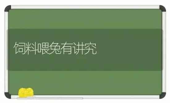 饲料喂兔有讲究 | 动物养殖饲料