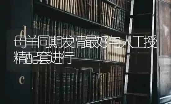 母羊同期发情最好与人工授精配套进行 | 家畜养殖
