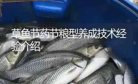 草鱼节药节粮型养成技术经验介绍 | 养殖病虫害防治
