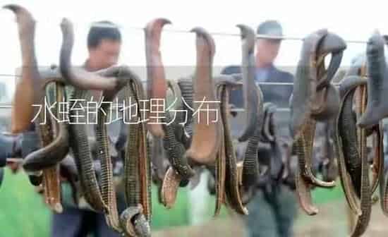 水蛭的地理分布 | 特种养殖