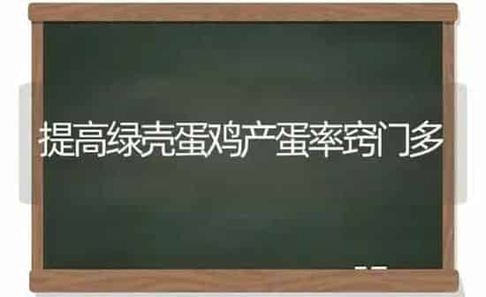 提高绿壳蛋鸡产蛋率窍门多 | 家禽养殖
