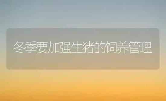 冬季要加强生猪的饲养管理 | 家畜养殖