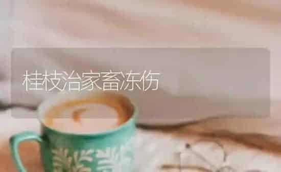 桂枝治家畜冻伤 | 家畜养殖