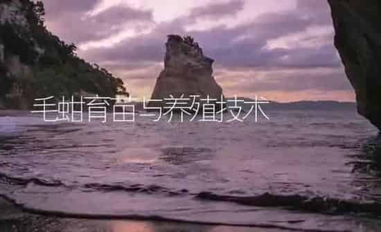 毛蚶育苗与养殖技术 | 海水养殖