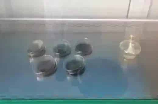 水产养殖户如何自制弧菌检测培养基