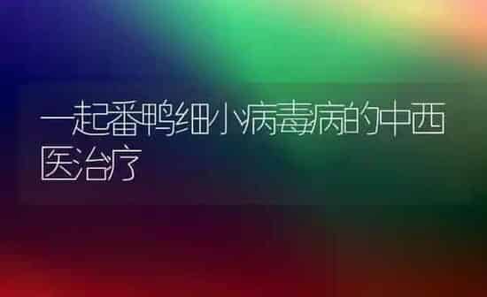 一起番鸭细小病毒病的中西医治疗 | 家禽养殖