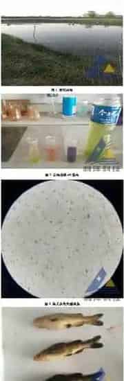 [每周一例]春季水肥引发黄颡鱼气泡病