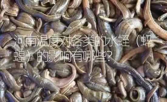河南温度对各类的水蛭（蚂蝗）的影响有哪些？ | 特种养殖