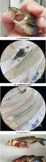 [每周一例]春季水肥引发黄颡鱼气泡病