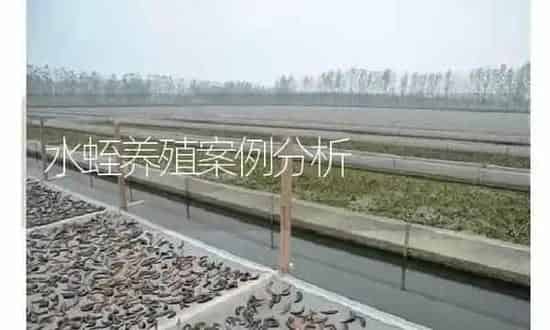 水蛭养殖案例分析 | 特种养殖