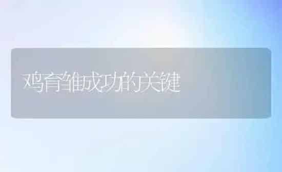 鸡育雏成功的关键 | 家禽养殖