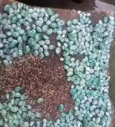 绿鲍与皱纹盘鲍杂交育苗技术