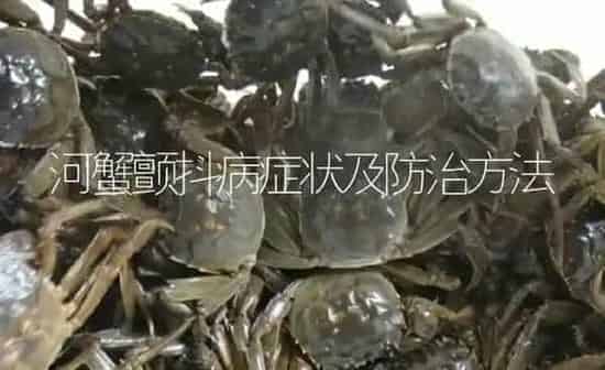 河蟹颤抖病症状及防治方法 | 淡水养殖