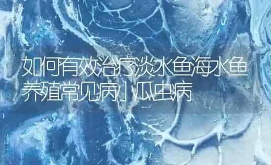 如何有效治疗淡水鱼海水鱼养殖常见病小瓜虫病 | 养殖病虫害防治