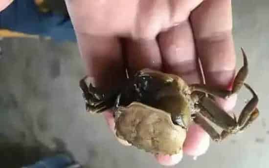 染色肥水产品或又现市场！河蟹蜕壳不遂的帮凶会是它吗？