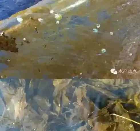 绿鲍与皱纹盘鲍杂交育苗技术