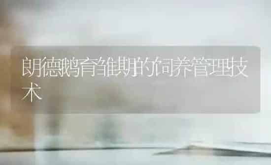 朗德鹅育雏期的饲养管理技术 | 家禽养殖