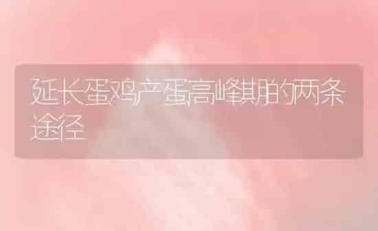 延长蛋鸡产蛋高峰期的两条途径 | 家禽养殖