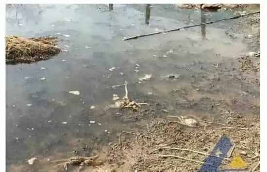 河蟹、青虾爬边死亡成功处理一例