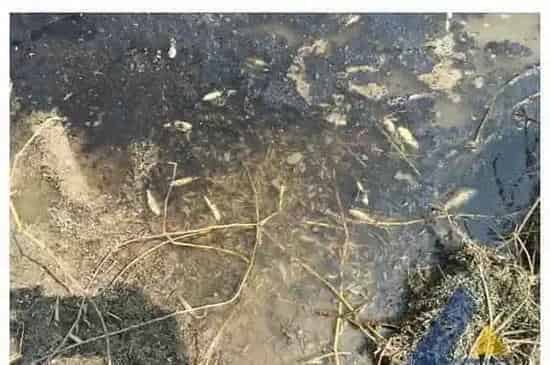 河蟹、青虾爬边死亡成功处理一例