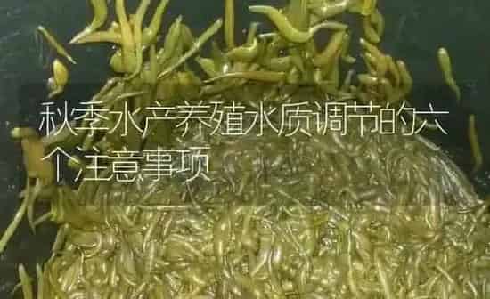 秋季水产养殖水质调节的六个注意事项 | 特种养殖