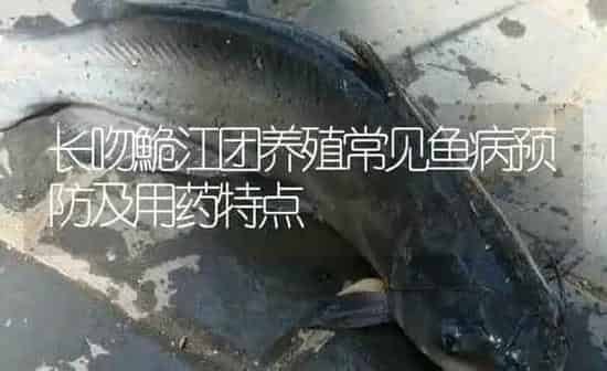 长吻鮠江团养殖常见鱼病预防及用药特点 | 养殖病虫害防治