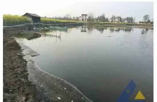 河蟹、青虾爬边死亡成功处理一例