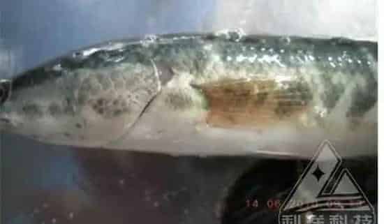 乌鳢黑鱼生鱼细菌病及气泡病并发治疗一例