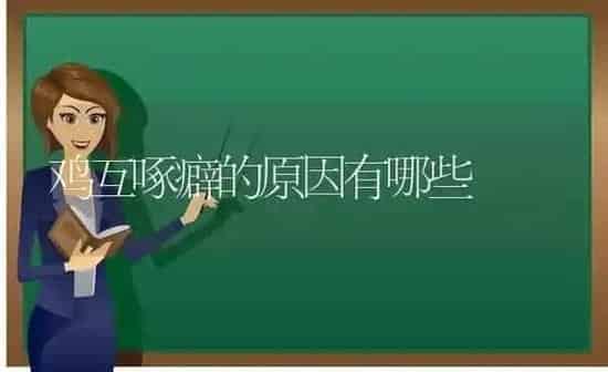 鸡互啄癖的原因有哪些 | 家禽养殖