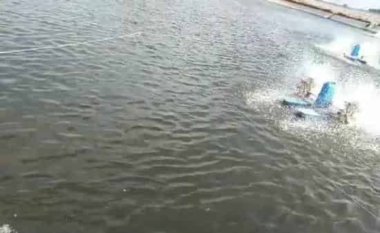 藻类管理是水产养殖关键因素