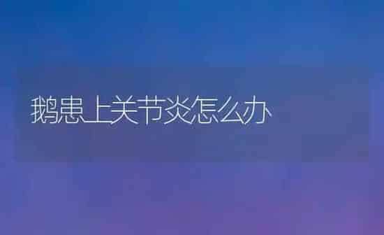 鹅患上关节炎怎么办 | 家禽养殖