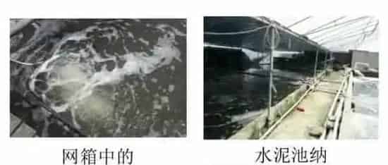 多宝鱼养殖户即便晚放苗两个月，照样赶上春节卖大鱼