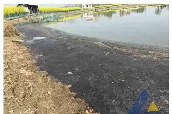 河蟹、青虾爬边死亡成功处理一例