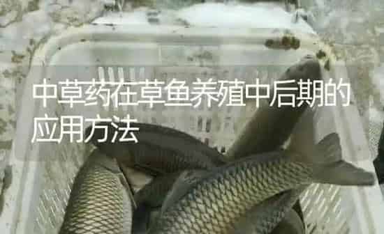 中草药在草鱼养殖中后期的应用方法 | 养殖病虫害防治
