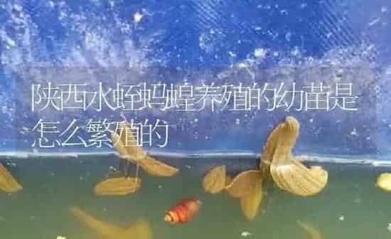 陕西水蛭蚂蝗养殖的幼苗是怎么繁殖的 | 特种养殖