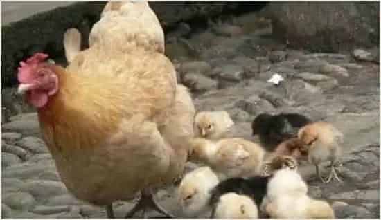 夏季养鸡要特别注意这些事情 | 动物养殖技术