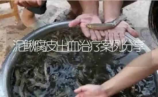 泥鳅腐皮出血治疗案例分享 | 淡水养殖