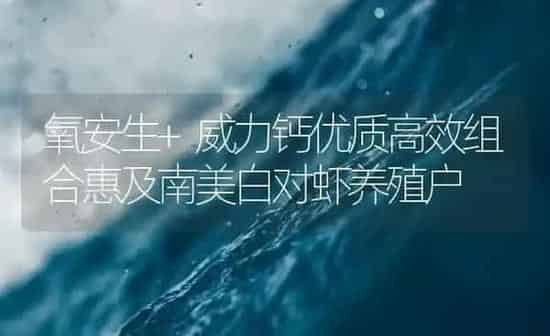 氧安生+威力钙优质高效组合惠及南美白对虾养殖户 | 海水养殖
