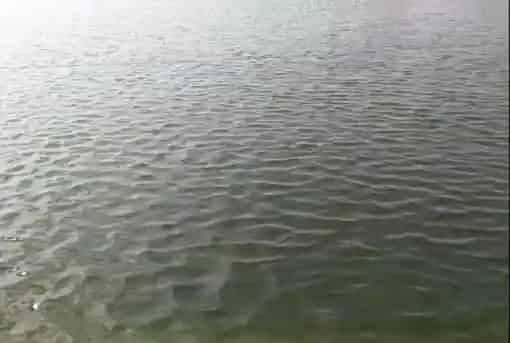 藻类管理是水产养殖关键因素