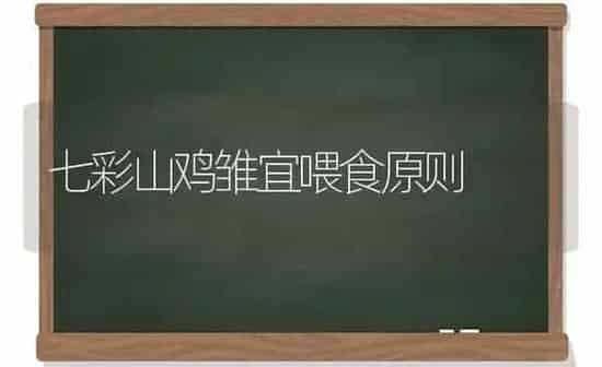 七彩山鸡雏宜喂食原则 | 家禽养殖