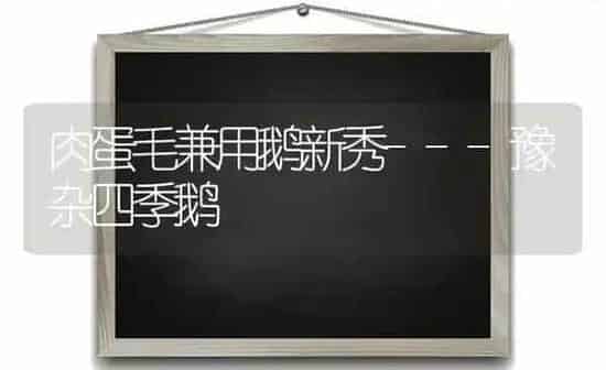 肉蛋毛兼用鹅新秀---豫杂四季鹅 | 家禽养殖