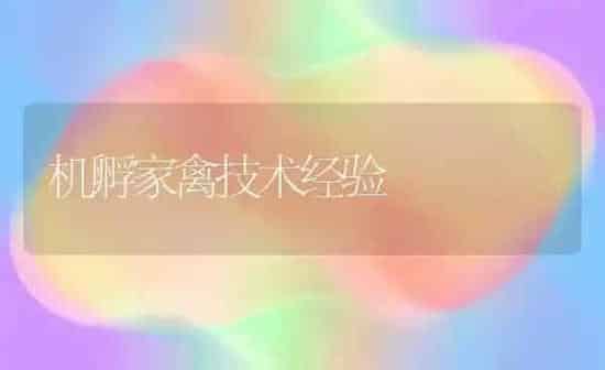 机孵家禽技术经验 | 家禽养殖