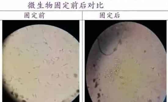 微生物在水产养殖过程中的创新想法分享的后续：关于固定微生物交流