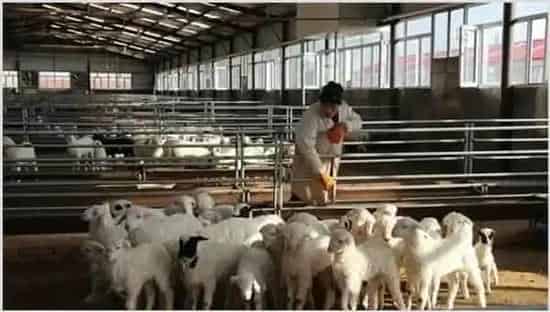 影响肉羊养殖效益的因素 | 动物养殖资料
