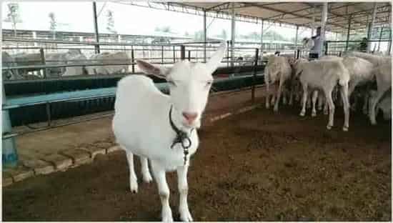 影响肉羊养殖效益的因素 | 动物养殖资料