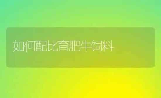 如何配比育肥牛饲料 | 动物养殖饲料