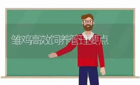 雏鸡高效饲养管理要点 | 家禽养殖